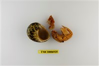 藏品(柄真寄居蟹)的圖片